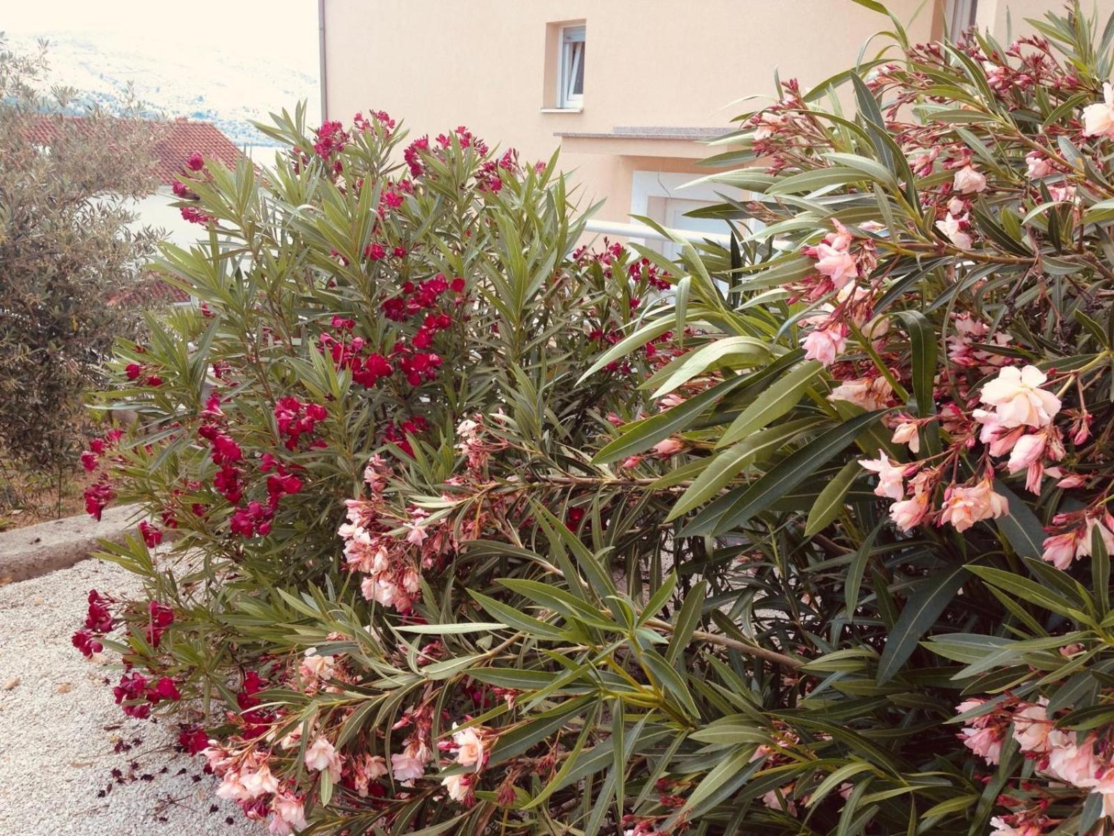 House Agradable Apartment Seget Vranjica Luaran gambar